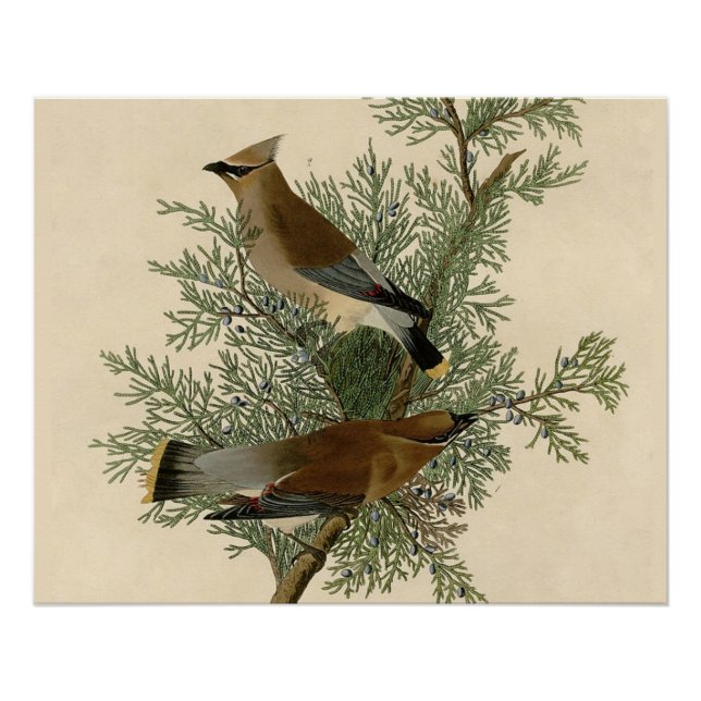 John James Audubon Cedar Waxwing Bird Print (Front)