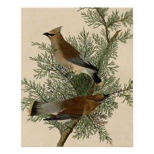 John James Audubon Cedar Waxwing Bird Print