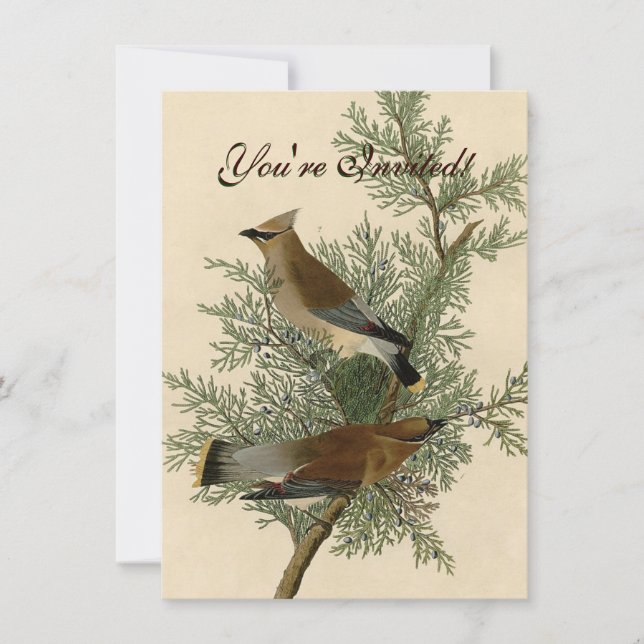 John James Audubon Cedar Waxwing Bird Print Invitation (Front)