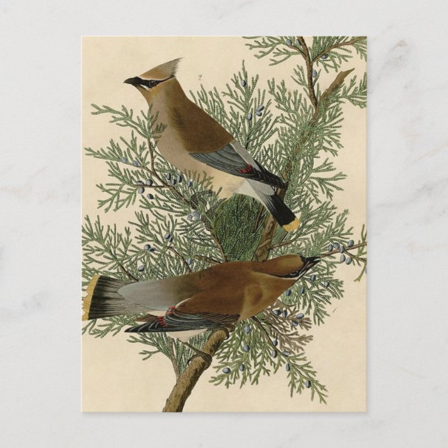 John James Audubon Cedar Waxwing Bird Print Postcard (Front)