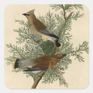 John James Audubon Cedar Waxwing Bird Print Square Sticker