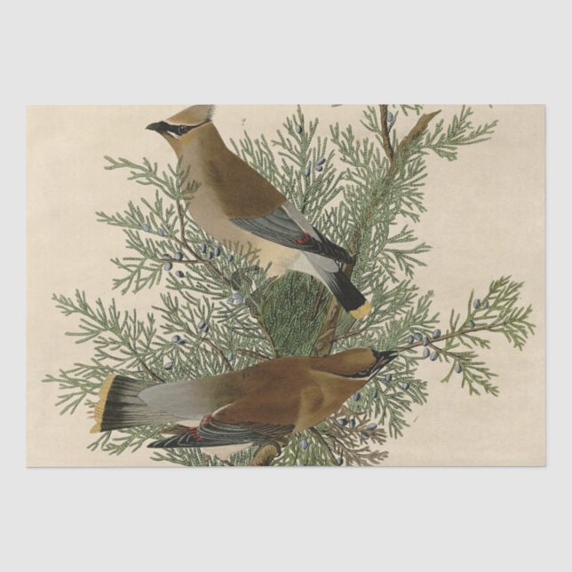 John James Audubon Cedar Waxwing Bird Print Tissue Paper (Front)