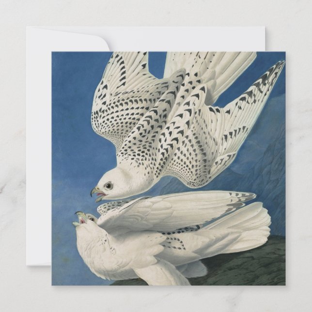 John James Audubon - Gyrfalcon Holiday Card (Front)