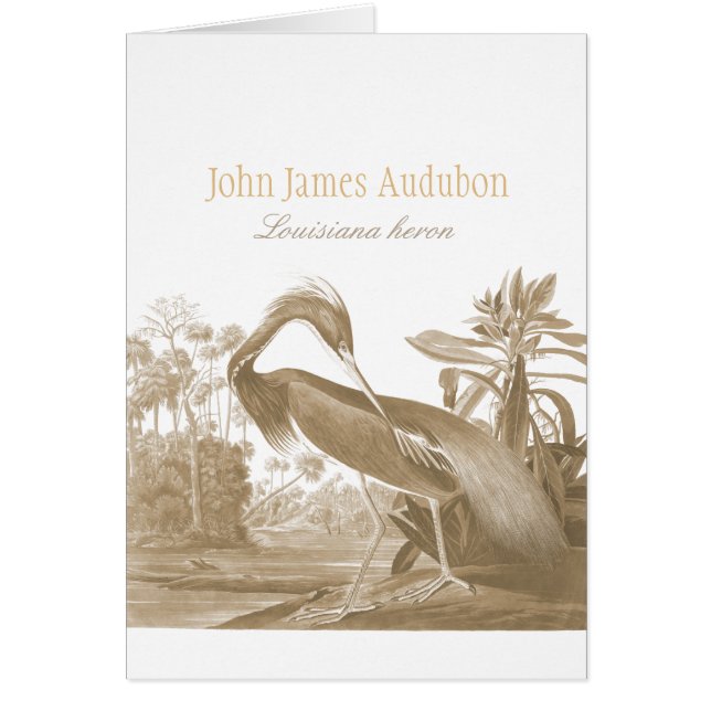 John James Audubon Lousiana heron CC0750 Bird (Front)