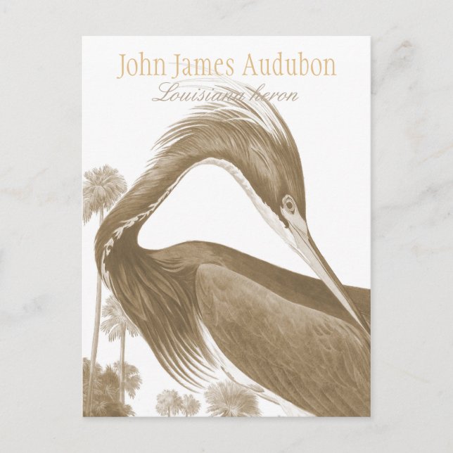 John James Audubon Lousiana heron CC0752 Bird Postcard (Front)