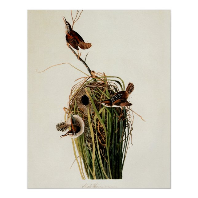 John James Audubon Marsh Wren Bird Print (Front)