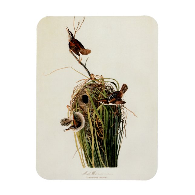 John James Audubon Marsh Wren Bird Print Magnet (Vertical)