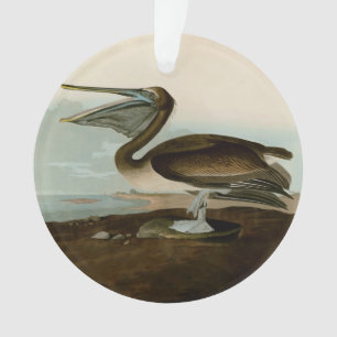 John James Audubon Peinture Pélicane Brown