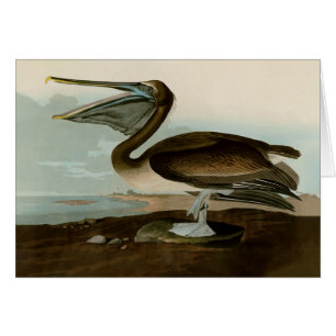 John James Audubon Peinture Pélicane Brown