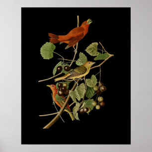 John James Audubon ~ Summer Red Birds ~ Poster