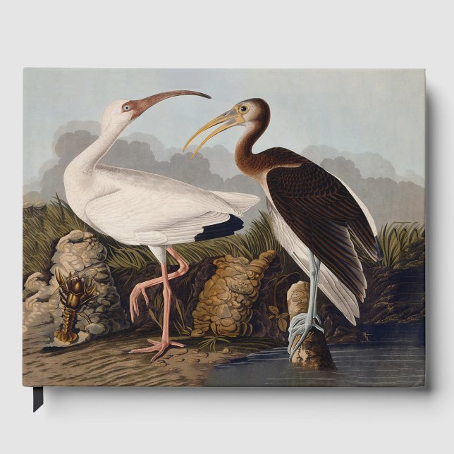 John James Audubon White Ibis Bird Print Classic Guest Book (Front)