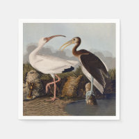 John James Audubon White Ibis Bird Print Classic