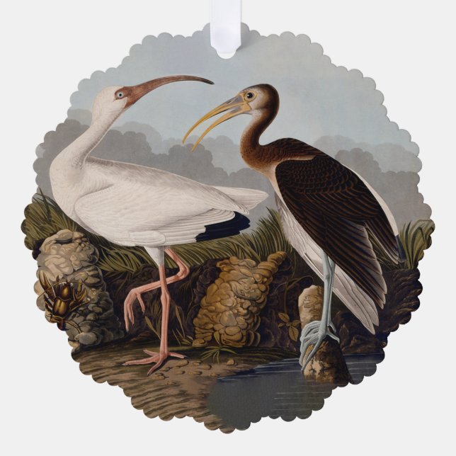 John James Audubon White Ibis Bird Print Classic Ornament Card (Front)