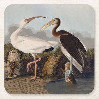 John James Audubon White Ibis Bird Print Classic