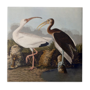 John James Audubon White Ibis Bird Print Classic Tile