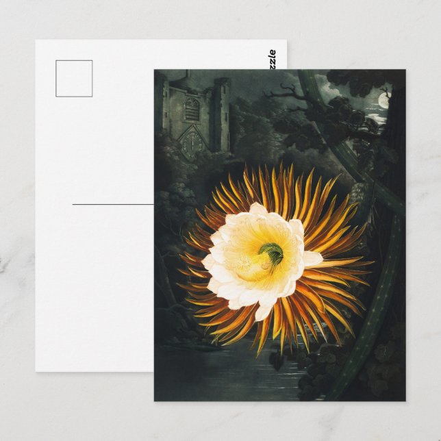 John Thornton The Night-Blowing Cereus Botanical Postcard (Front/Back)