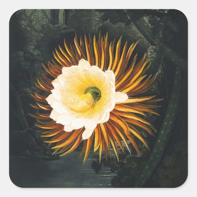 John Thornton The Night-Blowing Cereus Botanical Square Sticker (Front)
