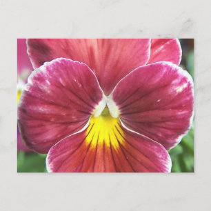 Johnny Jump Up Flowers Carte postale