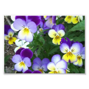 Johnny jump up's photo print