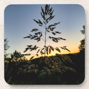 Johnson Grass Coaster