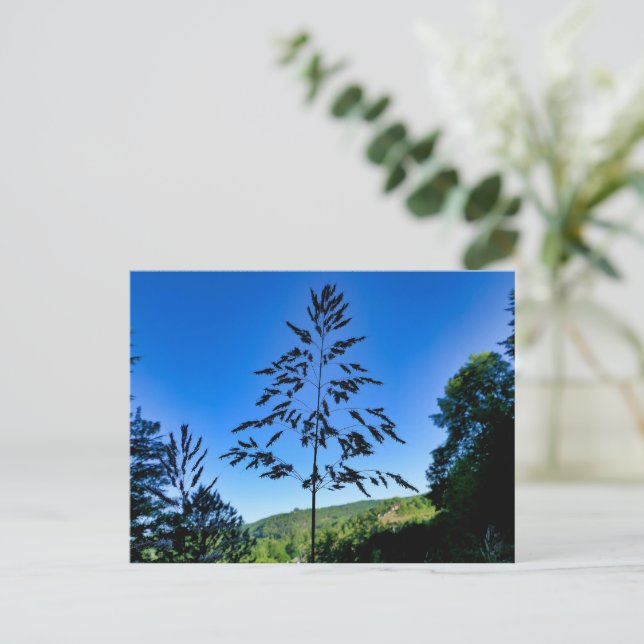 Johnson Grass Postcard (Standing Front)