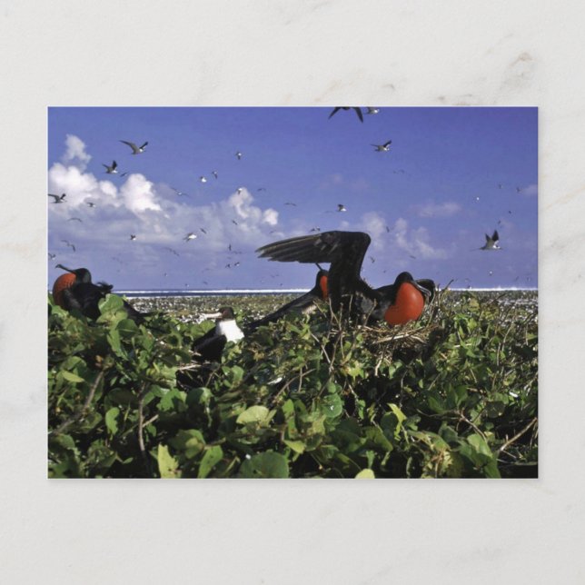 Johnston Island National Wildlife Refuge Postcard (Front)