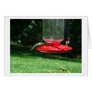 Joie de colibris