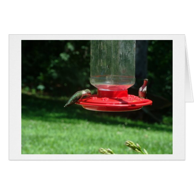 Joie de colibris (Devant horizontal)