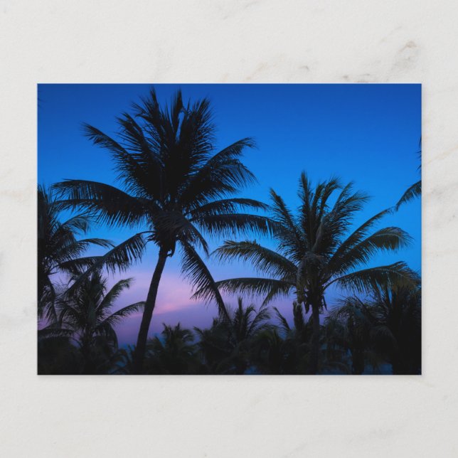 Joie de l'Heure Bleue : Carte Postale de Palmiers  (Devant)