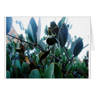 Jojoba