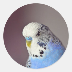 Joli Bleu Budgie Photo Classic Sticker rond