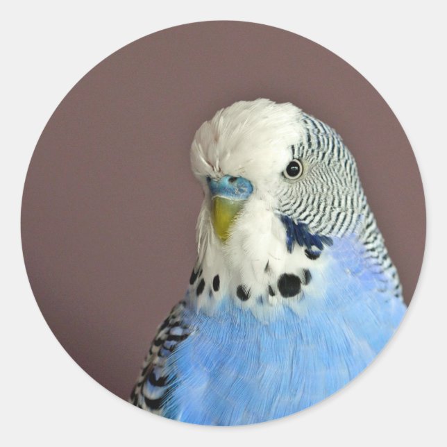 Joli Bleu Parakeet Photo Sticker Rond Classique (Devant)