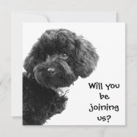 Joli Caniche Jouet Noir © Cartes d'Invitation Pers