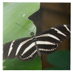 Joli Carreau de papillon Zèbre Longwing