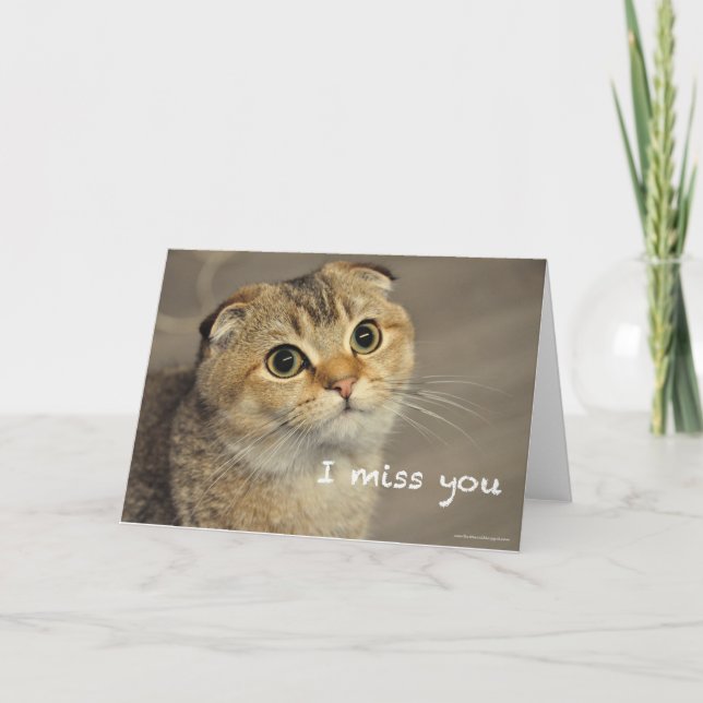 Joli chat plié écossais vous manquez carte (Devant)