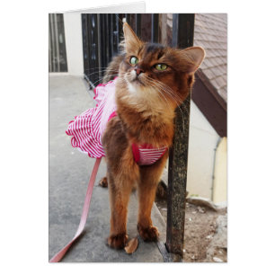 Joli chat somalien dans la robe pour l'automne