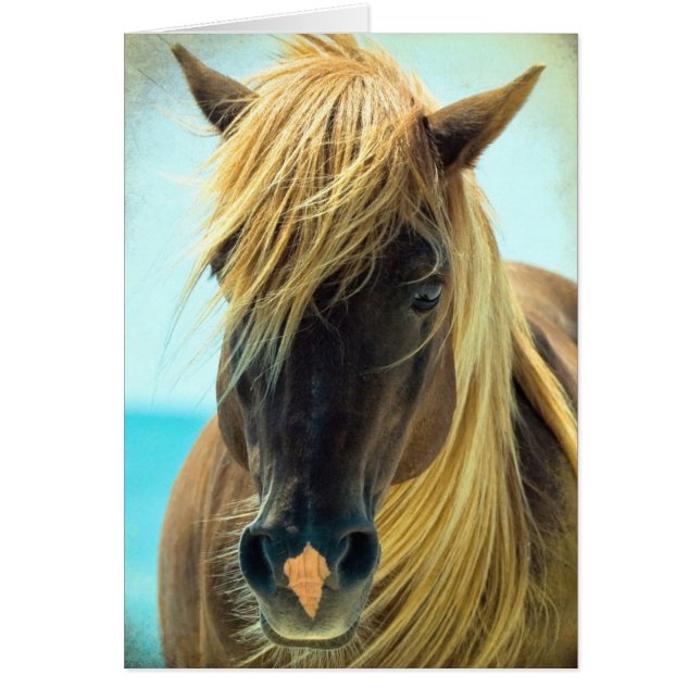 Joli cheval (Devant)