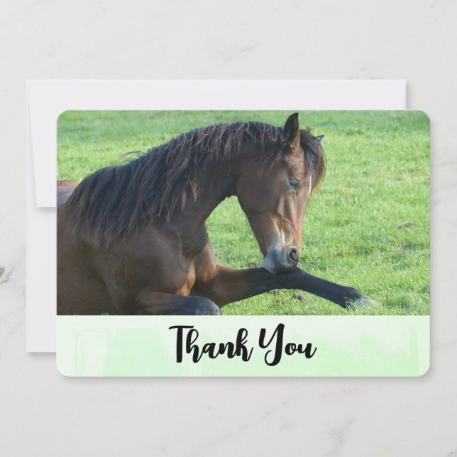 Joli Cheval Brown allongé dans le Merci d'herbe (Devant)