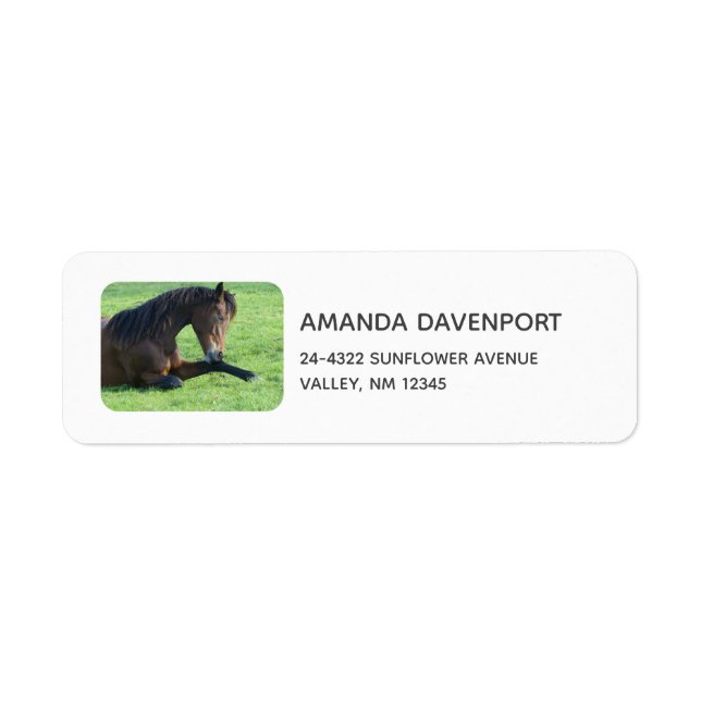 Joli Cheval Brown allongé dans l'herbe (Devant)