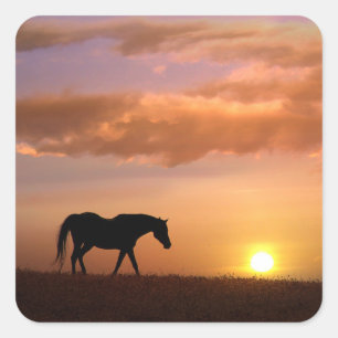 Joli cheval dans les Stickers Coucher de soleil