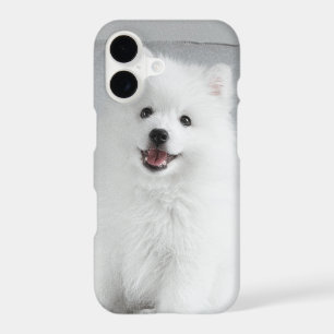 Joli chiot Spitz japonais duveteux