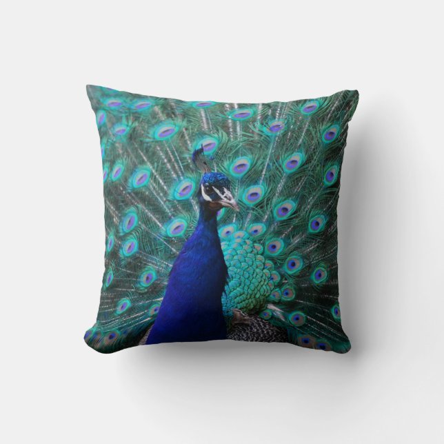 Joli coussin de paon (Recto)