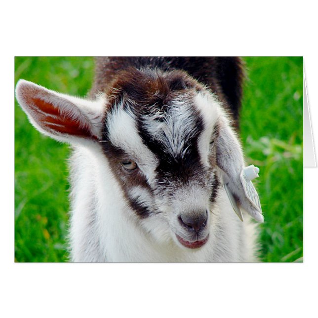 Joli goat (Devant horizontal)