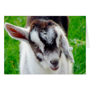 Joli Goat Kid