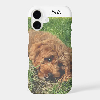 Joli Golden Doodle