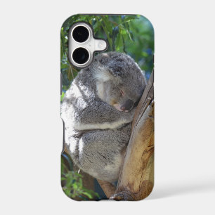 Joli koala endormi dans un arbre