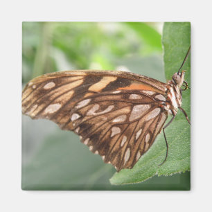 Joli Magnet papillon Brown