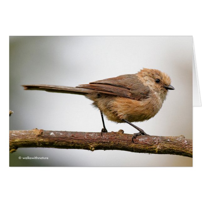 Joli oiseau chanteur sur l'arbre hybride aux fruit (Devant horizontal)