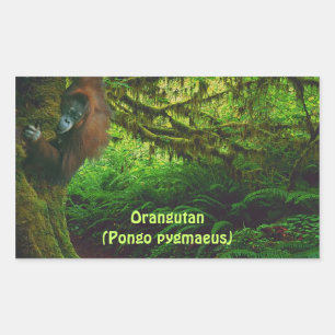 Joli Orangutan Jouer dans la Jungle Stickers