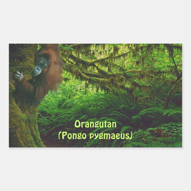 Joli Orangutan Jouer dans la Jungle Stickers (Devant)